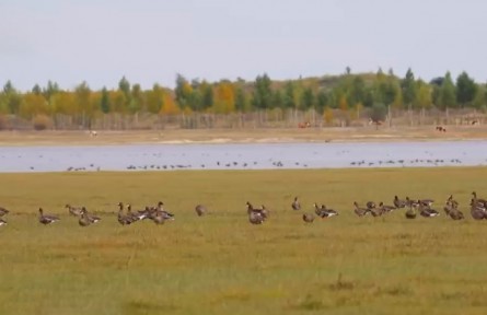 內(nèi)蒙古：阿魯科爾沁旗湖泊濕地迎候鳥(niǎo)遷徙高峰