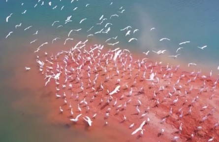 廣東流溪河國(guó)家森林公園：原生秘境 引“環(huán)保鳥(niǎo)”盤(pán)旋棲息