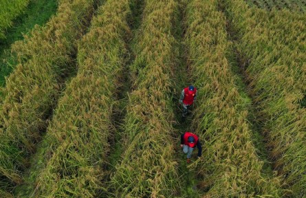 糧食節(jié)約行動(dòng)方案 action plan on saving food