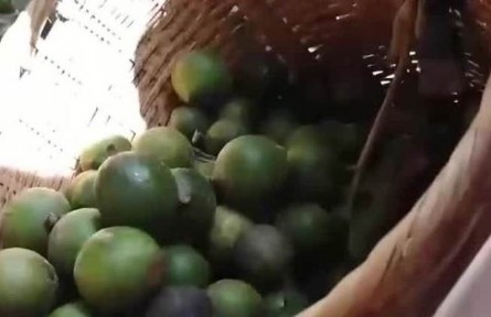 豐收中國·云南臨滄：堅(jiān)果豐收 完善產(chǎn)業(yè)鏈提高附加值