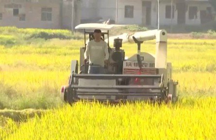 豐收中國(guó)·湖南衡陽(yáng)：稻谷飄香農(nóng)機(jī)忙 糧食豐收有保障