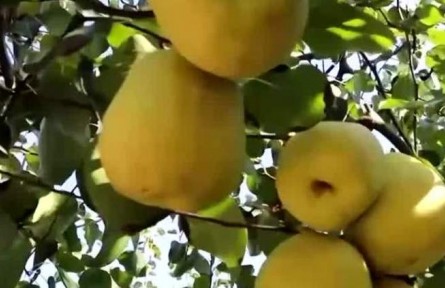 豐收中國·山西運(yùn)城：酥梨掛滿枝頭 梨農(nóng)喜迎豐收