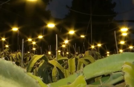 廣西：賦能特色農(nóng)業(yè) 點亮鄉(xiāng)村振興致富路