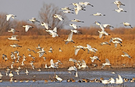 山東東營(yíng)：繪就黃河入海口生態(tài)畫(huà)卷
