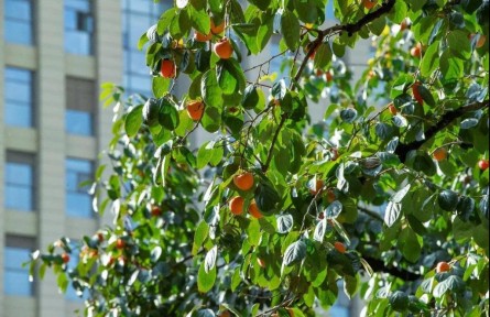 西北工業(yè)大學：柿子采摘節(jié) 體會勞動收獲的樂趣