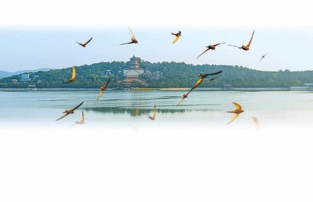 萬物共生——北京已成生物多樣性最豐富的大都市之一