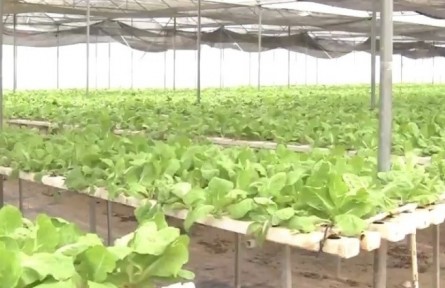 廣東：發(fā)揮數(shù)字平臺優(yōu)勢 統(tǒng)籌外地蔬菜保供應(yīng)