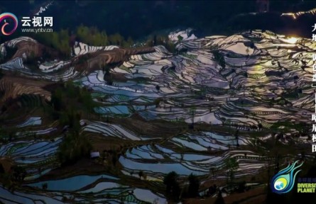 暢游云南 | 大地“調(diào)色盤(pán)”——哈尼梯田