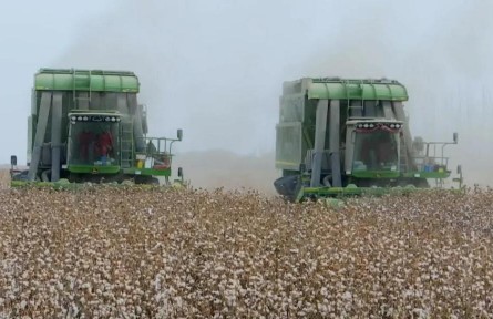 新疆首個(gè)長(zhǎng)絨棉高產(chǎn)新品種實(shí)現(xiàn)全程機(jī)械化采收