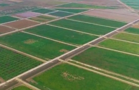 山東：向鹽堿地要糧 端牢中國飯碗