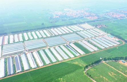 山東省德州市陵城區(qū)糜鎮(zhèn)：“整鄉(xiāng)推進(jìn)”撬動鄉(xiāng)村全域振興