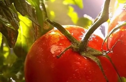 西紅柿進(jìn)入膨果期，這些問題會直接影響產(chǎn)量