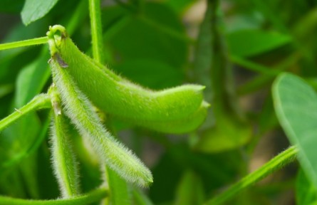 毛豆生長期的注意事項
