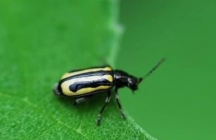 黃金跳甲的防治