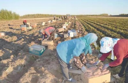 吉林省四平市司法局：壯大集體經(jīng)濟助力鄉(xiāng)村振興