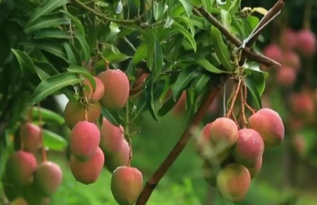 云南：宣傳推介“十大名果” 打造世界一流“綠色食品牌”