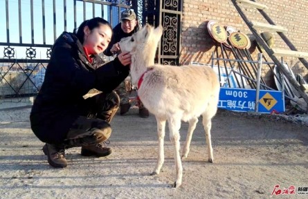 初雯雯：“河貍公主”和她的伙伴們