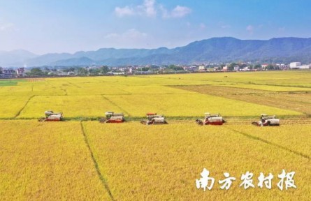 美“稻”了！廣東絲苗米喜豐收