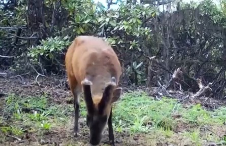 云南迪慶：多種珍稀野生動物現(xiàn)身白馬雪山保護(hù)區(qū)