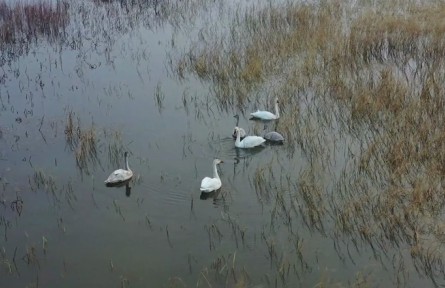 北京順義：唐指山水庫上演“天鵝湖”