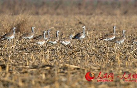 國家一級保護(hù)野生動物大鴇連續(xù)16次到河北雄安新區(qū)越冬