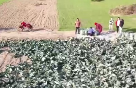 河南、江蘇等地的鄉(xiāng)村發(fā)展特色種植 為鄉(xiāng)村振興注入新動能