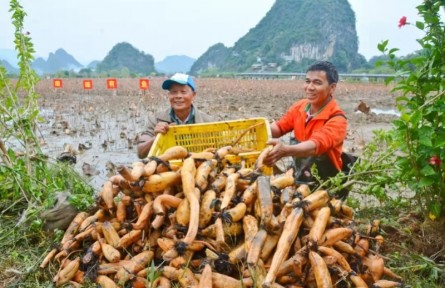 前三季度廣東第一產(chǎn)業(yè)固定投資同比增長近五成，八大舉措擴大有效投資