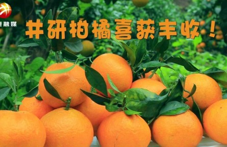 四川：井研柑橘飄香 農(nóng)民喜迎豐收