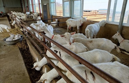 【農(nóng)業(yè)知識(shí)】羊傳胸防控技術(shù)要點(diǎn)