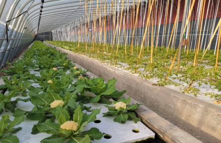 山東煙臺蓬萊區(qū)站馬張家村：發(fā)展魚菜共生 奔向鄉(xiāng)村振興