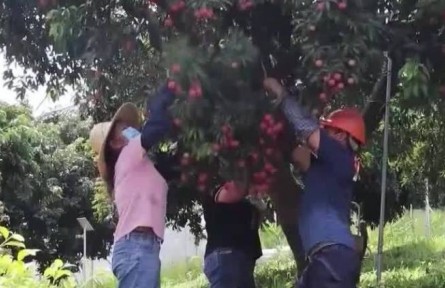 廣東搭建市場體系 助推特色農(nóng)產(chǎn)品優(yōu)質(zhì)優(yōu)價