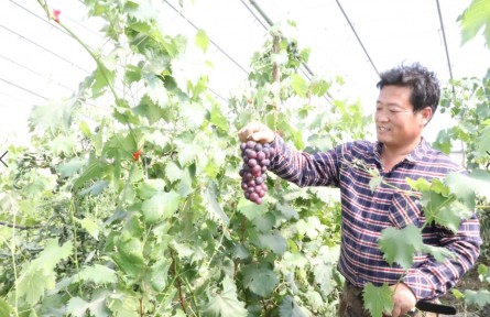 內蒙古呼和浩特玉泉區(qū)：“五彩農業(yè)”繪就鄉(xiāng)村振興多彩畫卷