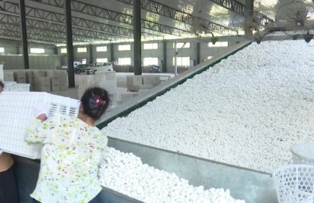 重慶黔江：夏繭質(zhì)升價(jià)漲 蠶農(nóng)豐產(chǎn)又豐收