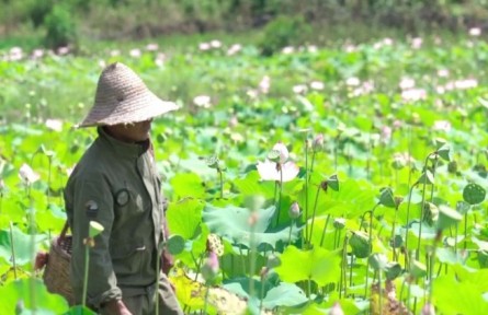 福建建陽后畬村：盛夏時(shí)節(jié)采蓮忙 特色產(chǎn)業(yè)促振興?