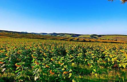 遼寧朝陽建平縣：一畦梯田帶來的財富