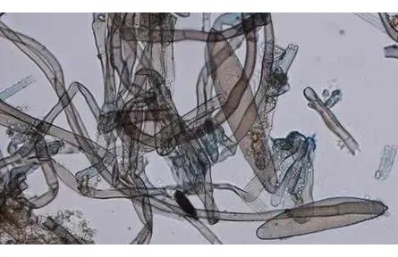 果農(nóng)送給博士生的橘子，會被拿去做啥研究？