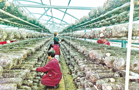 河南遂平花莊鎮(zhèn)：香菇飄香迎豐收