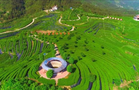 四川萬源：加快現(xiàn)代農(nóng)業(yè)園區(qū)建設(shè) 提升茶葉“含金量”