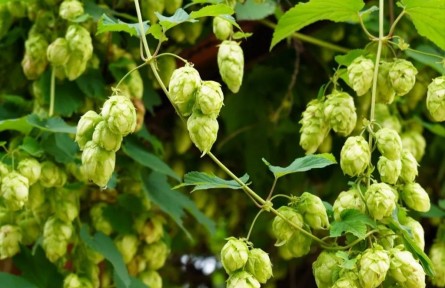 物種故事 | 啤酒花：啤酒苦不苦，我說了算