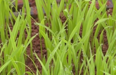 江西瑞昌：建成12個(gè)水稻育秧中心 助力糧食增產(chǎn)增收