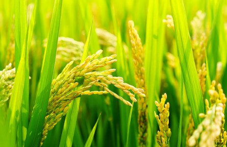 科普 | 怎樣稻作更能固碳減排？