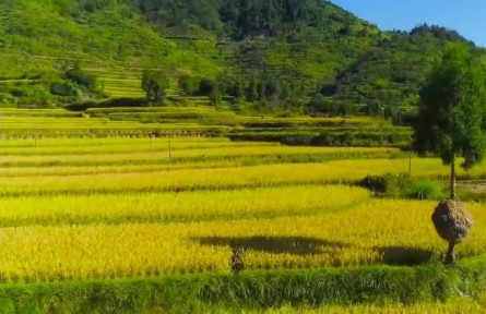 綠色環(huán)保的稻魚共生 全球首批重要農(nóng)業(yè)文化遺產(chǎn)