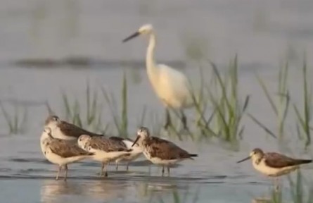 江蘇鹽城：黃（渤）海候鳥棲息地 自然遺產(chǎn)可持續(xù)發(fā)展的中國(guó)樣本