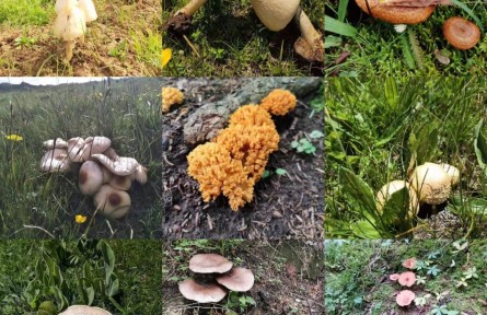 “越鮮艷越有毒”？野蘑菇民間“驗(yàn)毒偏方”不可信