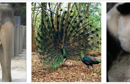 大象、孔雀、熊貓——那些“親戚”太多 傻傻分不清楚的動物