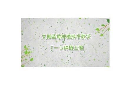 大棚藍(lán)莓種植技術(shù)教學(xué)