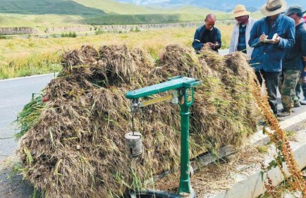 青海貴德縣藏蓋村：在“蔥”滿(mǎn)希望的鄉(xiāng)野上