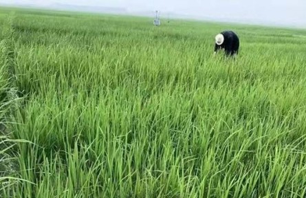 良種+良法，黑龍江鹽堿地里飄稻香