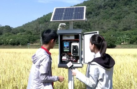廣州：“南大門”飄稻香 5G農(nóng)業(yè)筑牢大國(guó)糧倉(cāng)