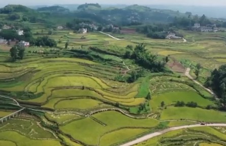 我國(guó)鄉(xiāng)村富民產(chǎn)業(yè)發(fā)展勢(shì)頭良好 全面推進(jìn)鄉(xiāng)村振興取得積極進(jìn)展